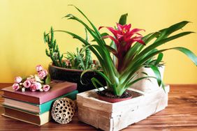 best-house-plants-GettyImages-1211869275