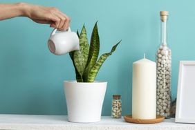 best-houseplants-for-beginners-GettyImages-1143093432
