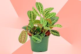 Best Places to Buy Plants