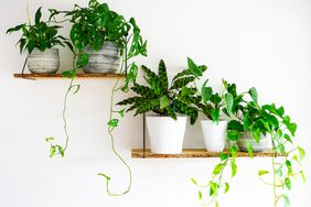 two floating wood shelves with 4 plants on a white wall