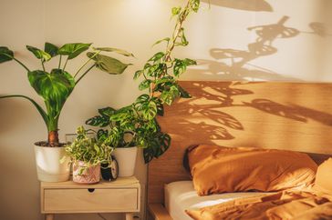best-plants-for-bedroom-GettyImages-1396570805