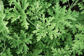 Aerial shot of citronella plant with green leaves