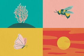 how food systems affects the environment: coral reef, bees, butterfly, sunset