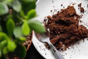 coffee-grounds-fertilize-house-plants-GettyImages-1369145511