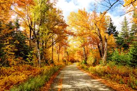 Fall foliate: Autumn Road in New Hampshire