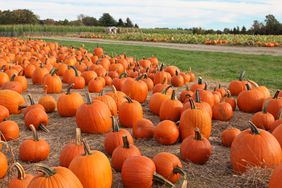 pumpkin patch in fall: fun things to do in October