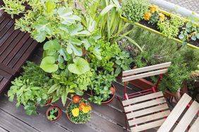 Small Balcony with plants and wooden folding chair and table 