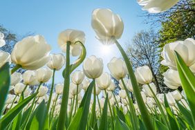 How to Plant a Garden that Blooms Year-Round, white tulips in garden