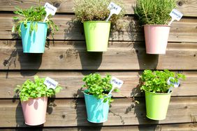 Herb Gardening Pro Tips, hanging herb garden on wall