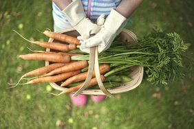 Vegetable gardening, basket of carrots
