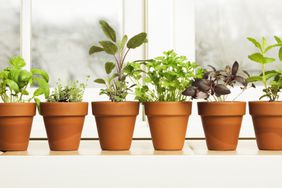 how-to-grow-an-indoor-herb-garden-GettyImages-157428172