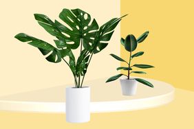 plants in white pots
