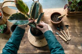 how-to-revive-a-dying-houseplant-GettyImages-1316912503