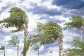 Hurricane Season Preparation 2021, wind in palm trees