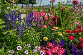 Colorful flower bed with different colors