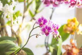 Indoor Flowering Orchids