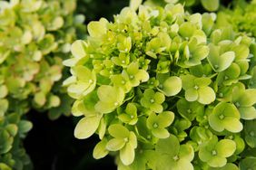 limelight-hydrangea-realsimple-GettyImages-624880164
