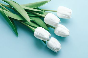 white tulips on a blue background