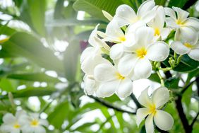 fragrant white flower with green leaves