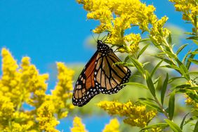 pollinator-plants-GettyImages-1206250214