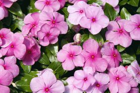 Shade plants, pink flowers 