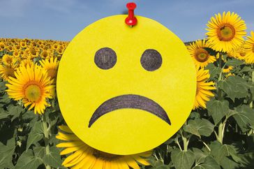What Is anhedonia: frowning face in a field of sunflowers