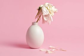 Fading white flower in vase on pink background